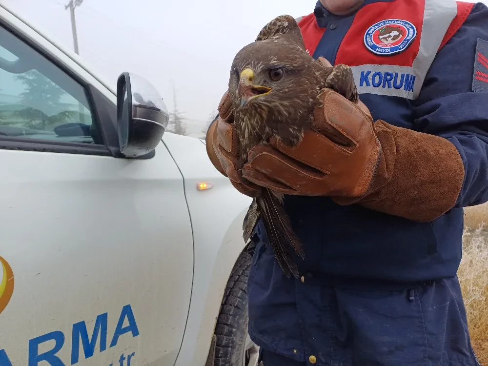 Afyonkarahisar’da Yaralı Kızıl Şahin Koruma Altına Alındı