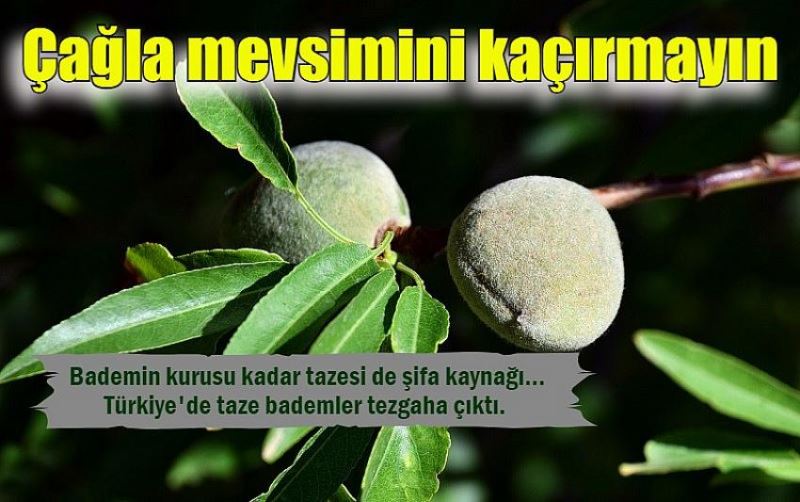  Çağla mevsimini kaçırmayın